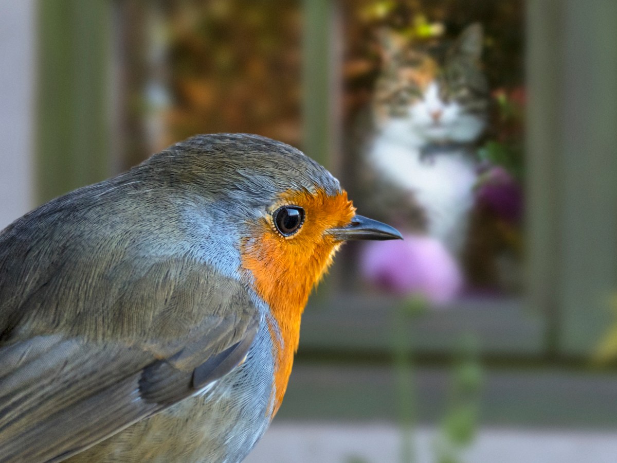 Domestic cat in house looking through window at European robin