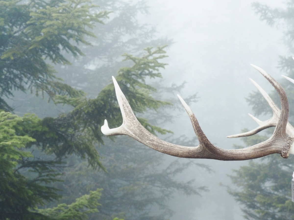 Close up of a deer antler