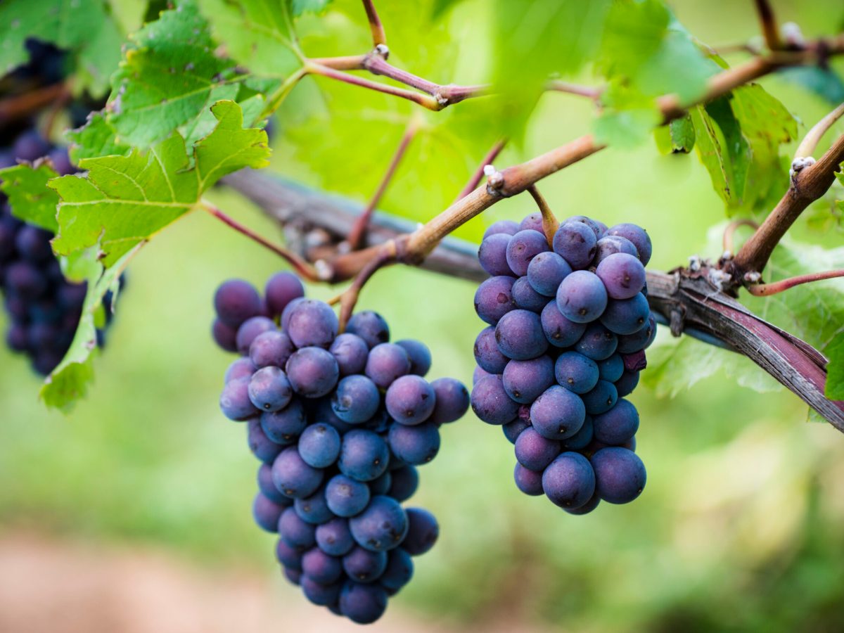 Clusters of ripe Pinot Gris grapes on the vine