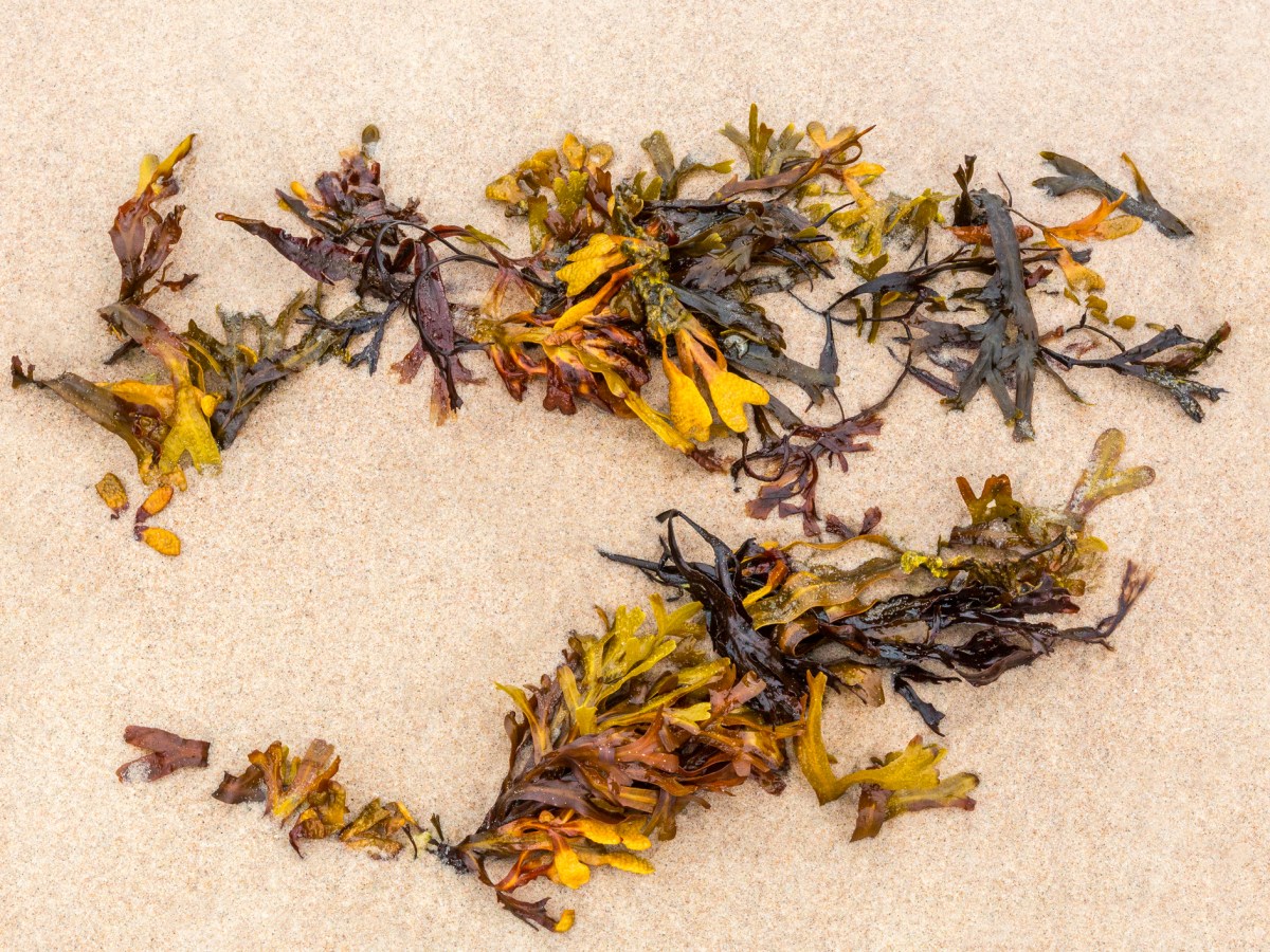 Close up of orange seaweed on fine sandy beach seen from above.