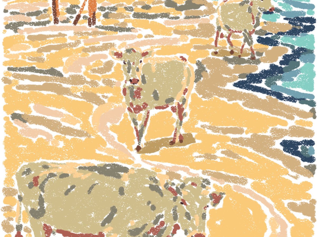 illustration of cows