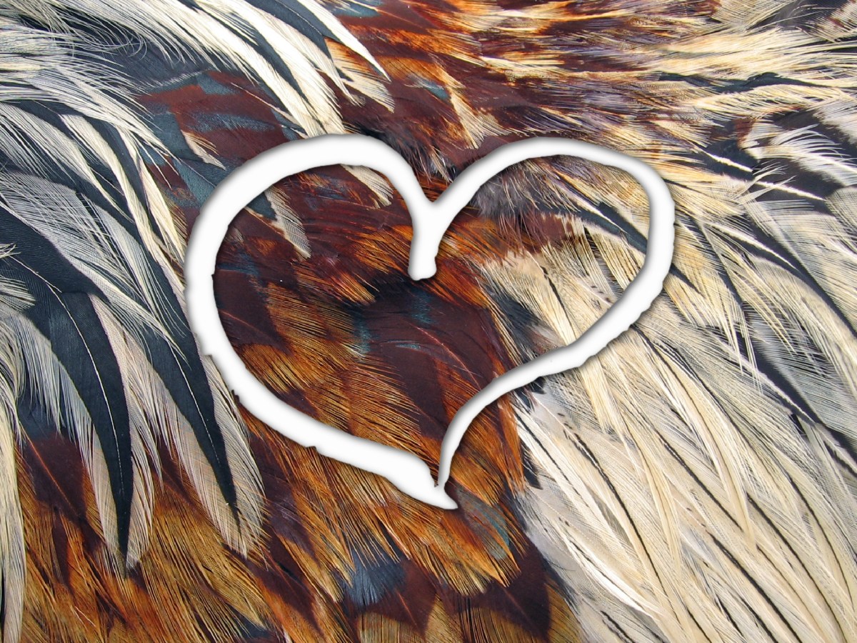 White outline of a hand-drawn heart against an abstract background of multi-colored chicken feathers