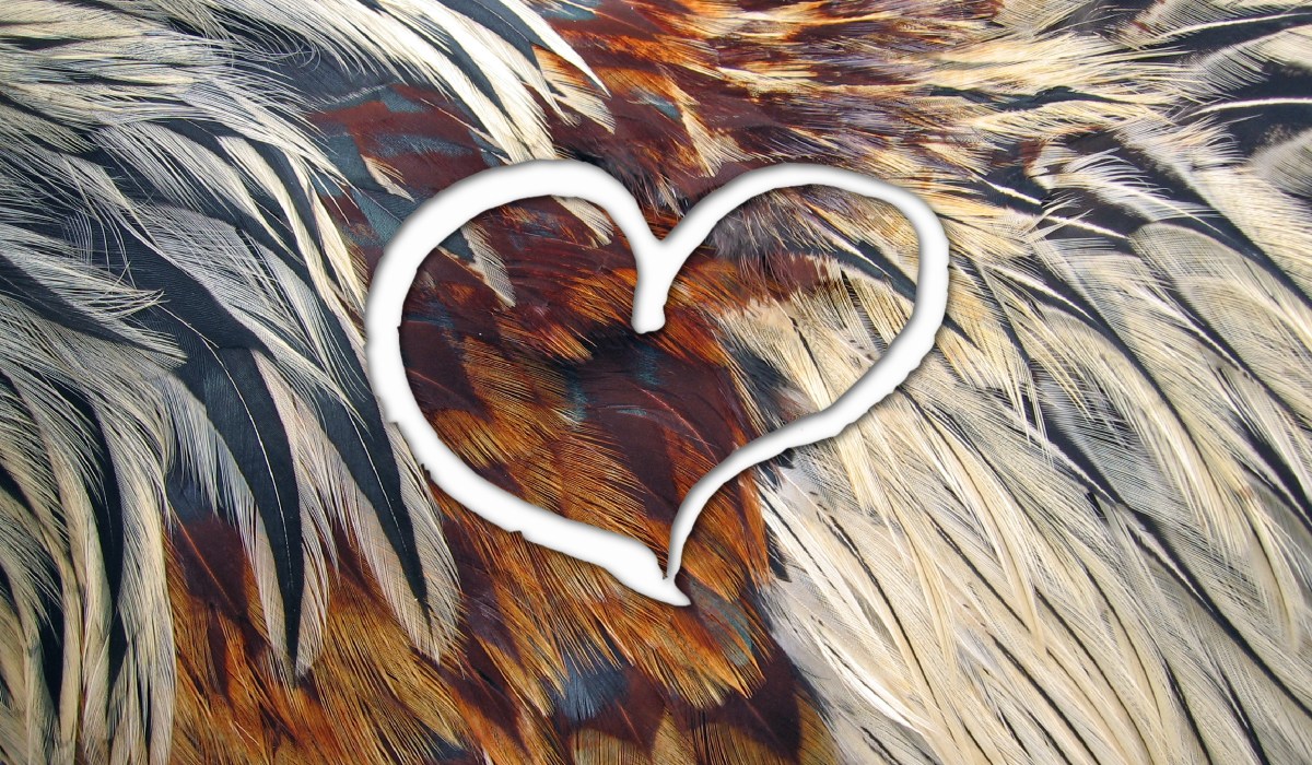 White outline of a hand-drawn heart against an abstract background of multi-colored chicken feathers