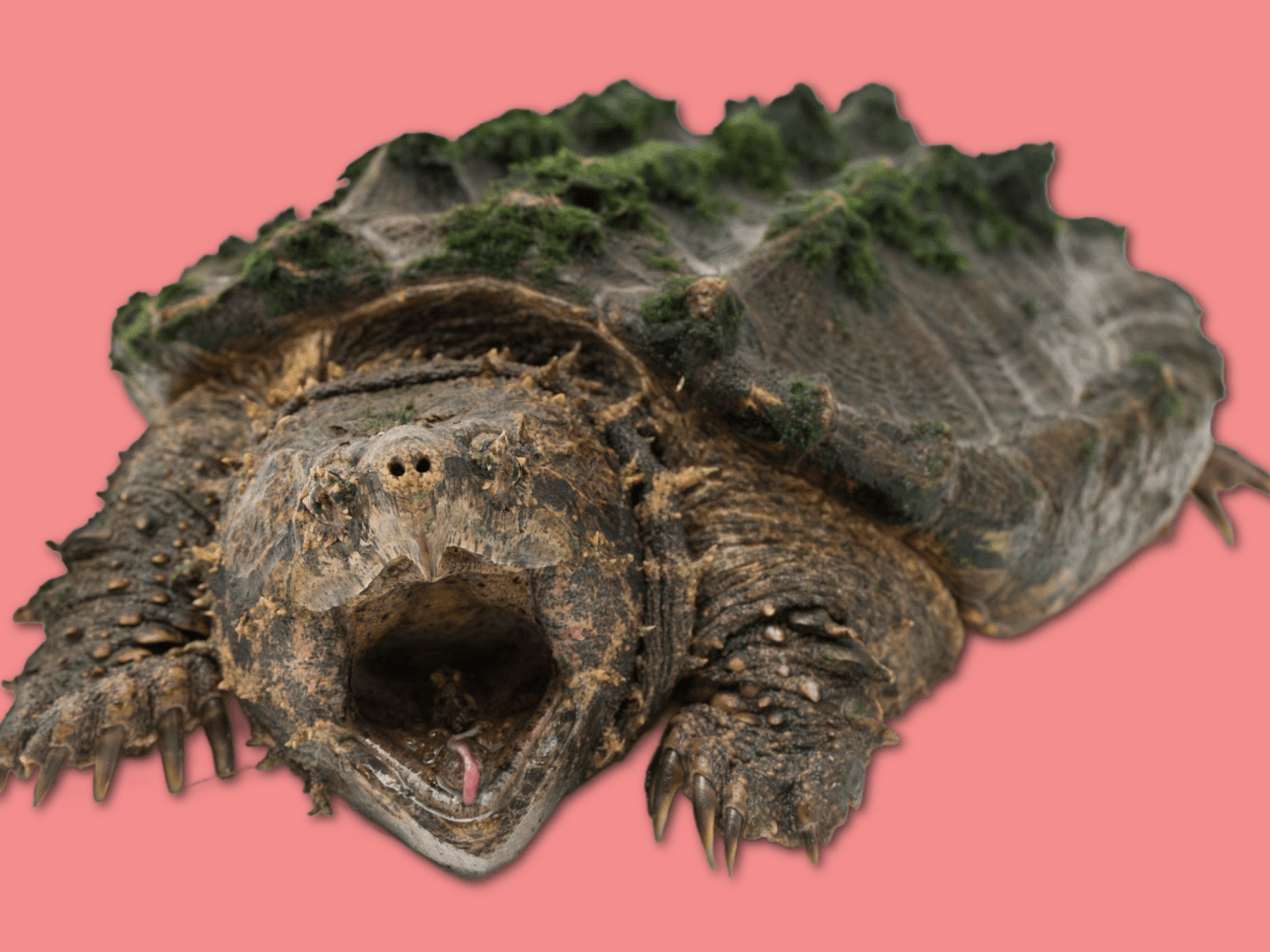 alligator snapping turtle against a salmon pink background