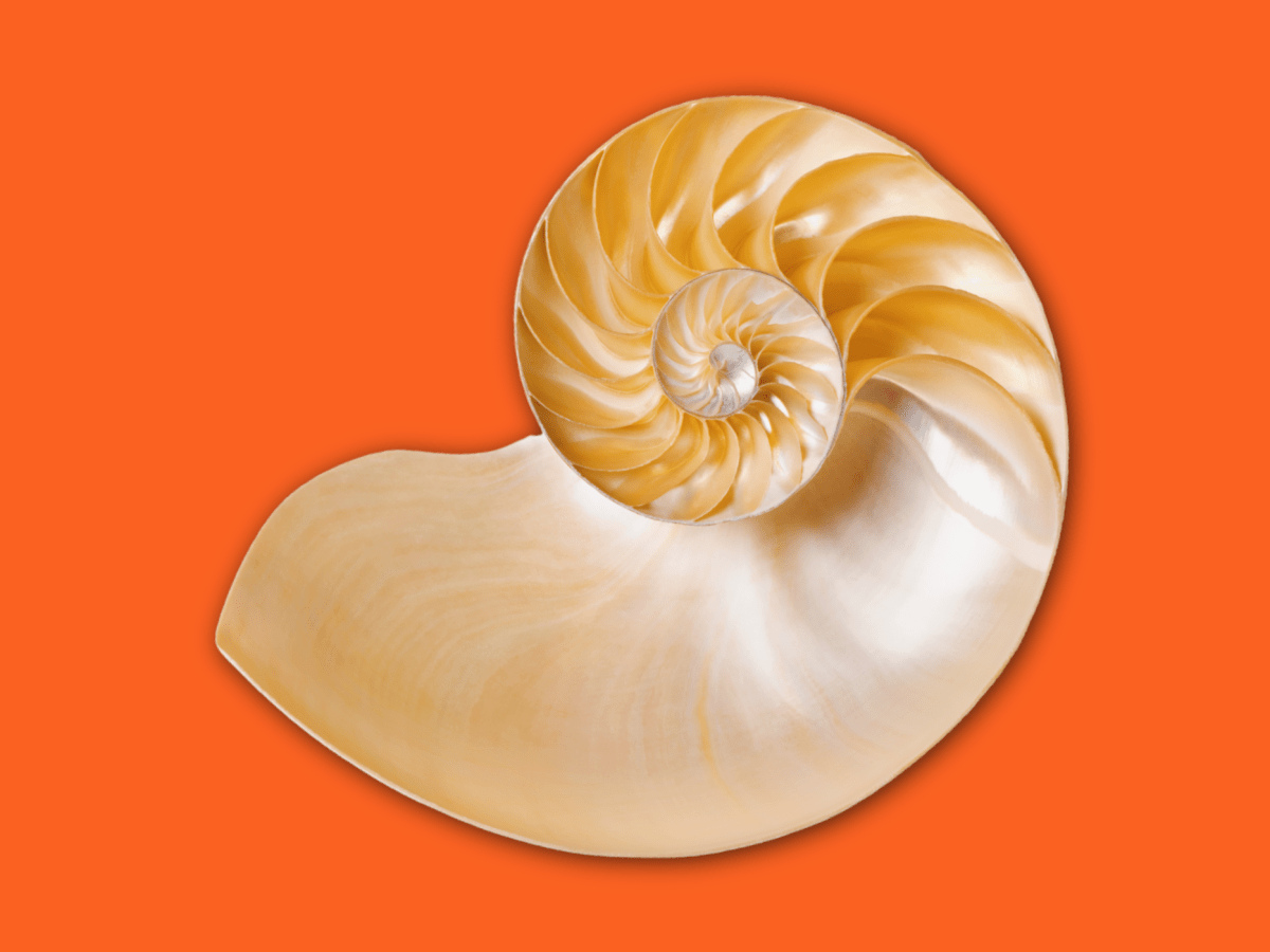 A nautilus shell on a bright orange background.