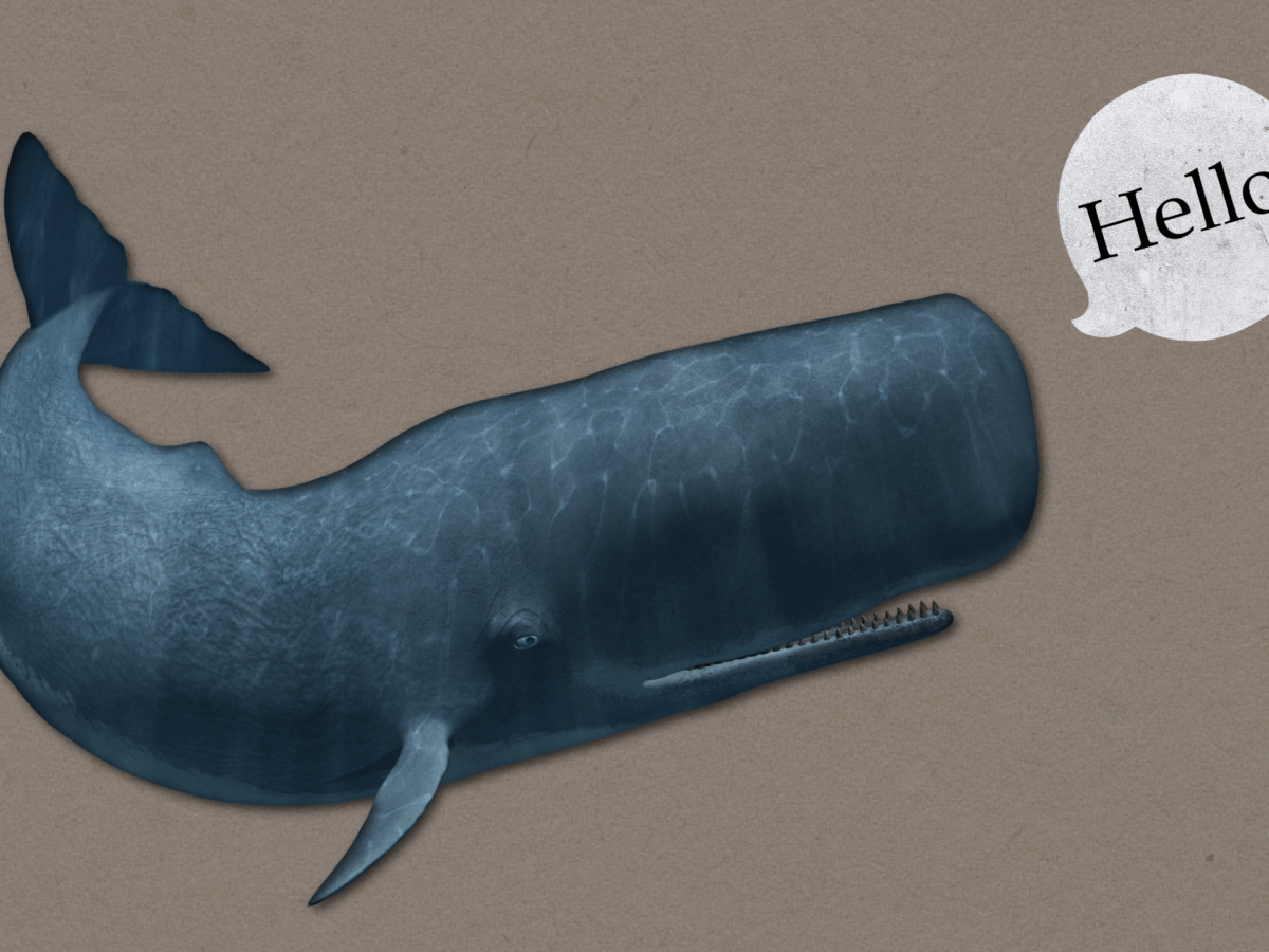 illustration of sperm whale against beige background with a speech bubble that reads, "Hello."